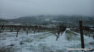 Campo nevado en Alfarnate