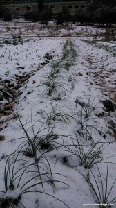 Así estaba el campo en Alfarnate tras las nevadas