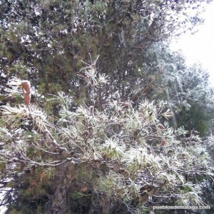 Pino nevado en Alfarnate