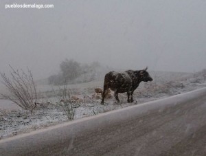 Nevada junto al Torcal de Antequera, aeste toro también le gustó la nieve
