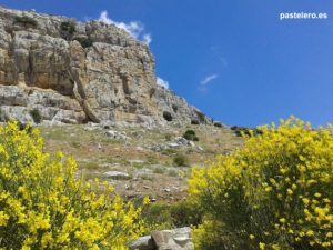 Spartium junceum, llamada retama de olor, gayomba, gallomba, ginesta, ginestra, gayumbas en el Torcal de Antequera