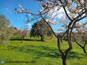 Almendro en flor y algarrobo en Almogía