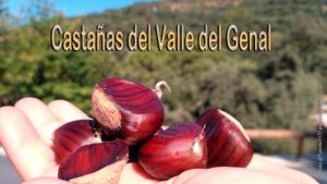 fiestas de la Castaña en los Pueblos de Málaga de Pujerra, Ojén, Genalguacil, Cómpeta, Yunquera, Alcaucín, Alpandeire