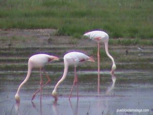 tres Flamencos en la Laguna de Fuente de Piedra